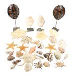 A fine collection of assorted and some cased seashell Specimens including starfish cone shells,