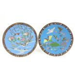 A good pair of Japanese cloisonné Wall Platters, each with birds amongst colourful flowers, Meiji