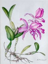 Kathleen M. Smart, British (fl. mid-20th Century) "Deudiobium & Superbieno," watercolour, Flower