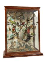 Taxidermy: A very colourful collection of Exotic & Domestic Birds, from around the world, all