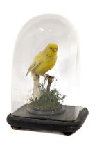 Taxidermy: Serinus Canaria, (Canary Bird) perched on a branch with foliage in glass dome. (1)