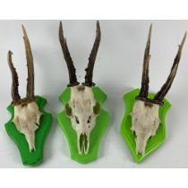 Taxidermy:  Three varied Deer Antlers, and partial skulls, each mounted on green painted wooden