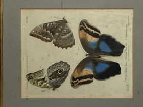 After C. Geyer A pair of attractive coloured Butterfly Prints, in birds-eye-maple frames, 25cms x