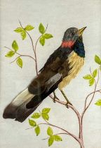 A good feather and watercolour Study of a Bird perched on a branch, stamped J. Bopicon on the mount,