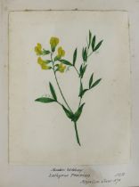 Attractive Volume Irish Botanical Sketch Book Northern Ireland: Richardson (Anne Wakefield) A.W.R. &