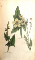 With Hand Coloured Plates Hill (Sir John) The Family Herbal, or An Account of .. English