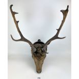 Taxidermy mounted deer head