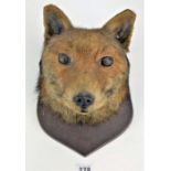 Taxidermy mounted fox head