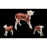 Beswick Hand Painted Calf Figure ' Hereford Calf ' Model No 1406B. Issued 1956 - 1975.