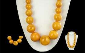 A Superb Quality Butterscotch Amber Graduated Beaded Necklace. Excellent Colour / Grain. Weight 149.