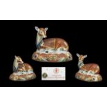 Royal Crown Derby Collectors Guild Members Hand Painted Paperweight ' Deer ' Large Size.