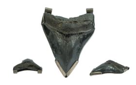 Fossilized Megalodon (Shark) Tooth Set In A Silver Mount, Fully Hallmarked,