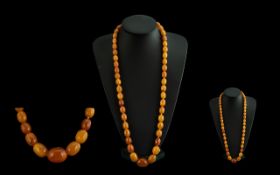 A Fine 1920's Butterscotch Amber Beaded Necklace of Excellent Colour and Grain. Weight 77 grams.