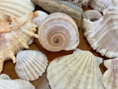 Box of Assorted Sea Shells, various shapes and sizes, approx 40 in total.