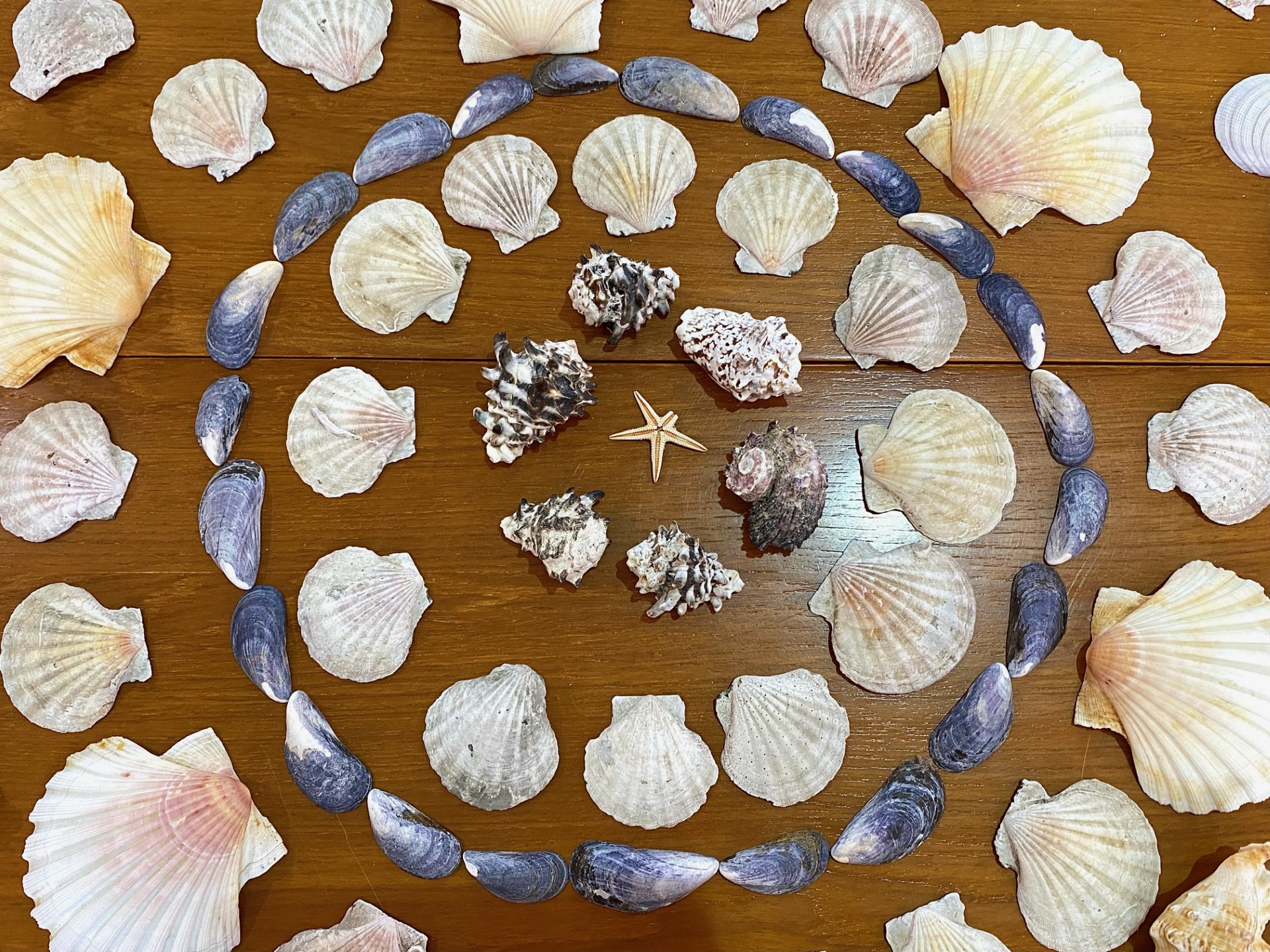 Box of Assorted Sea Shells, various shap - Image 8 of 12