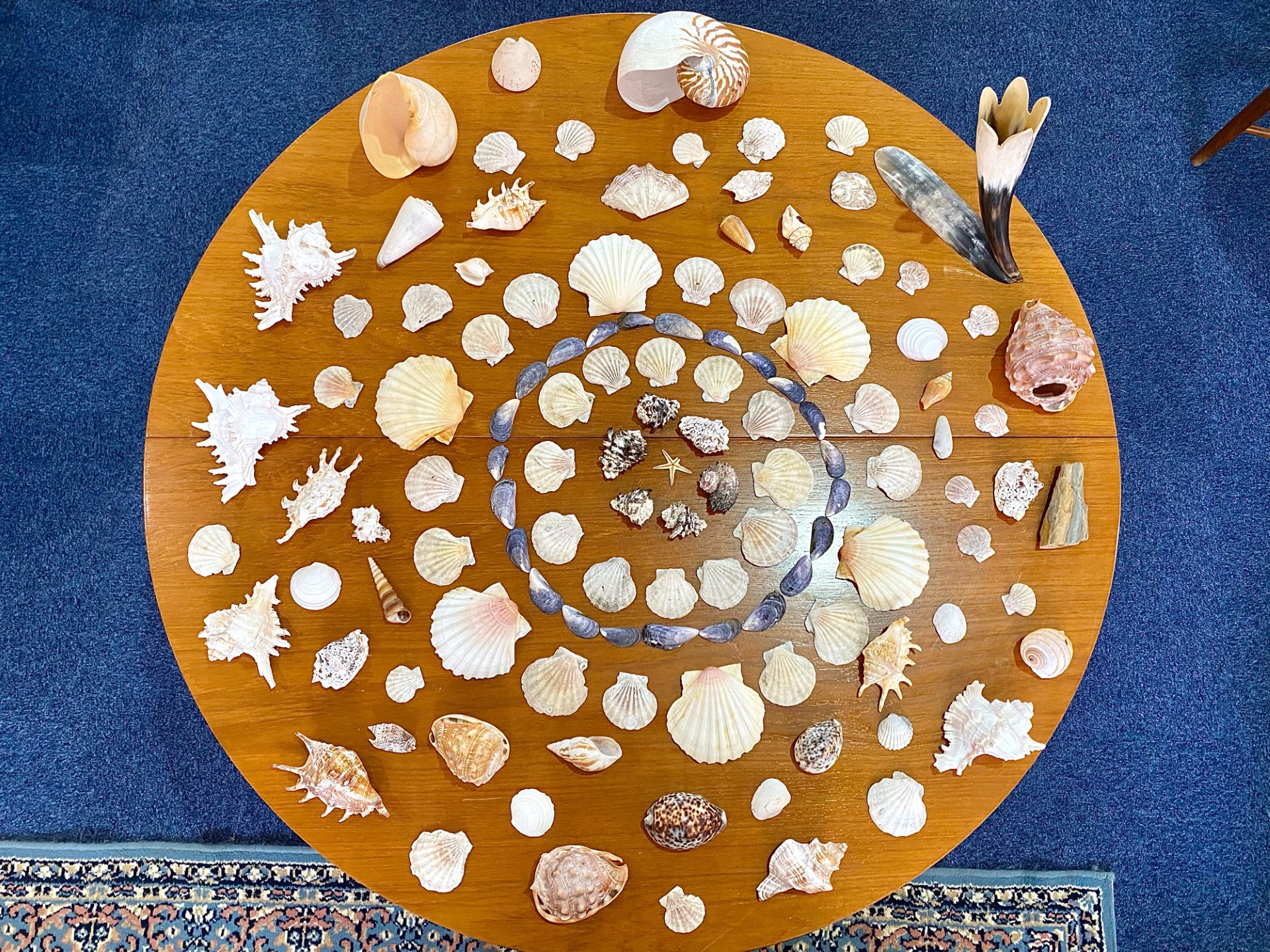 Box of Assorted Sea Shells, various shap - Image 2 of 12