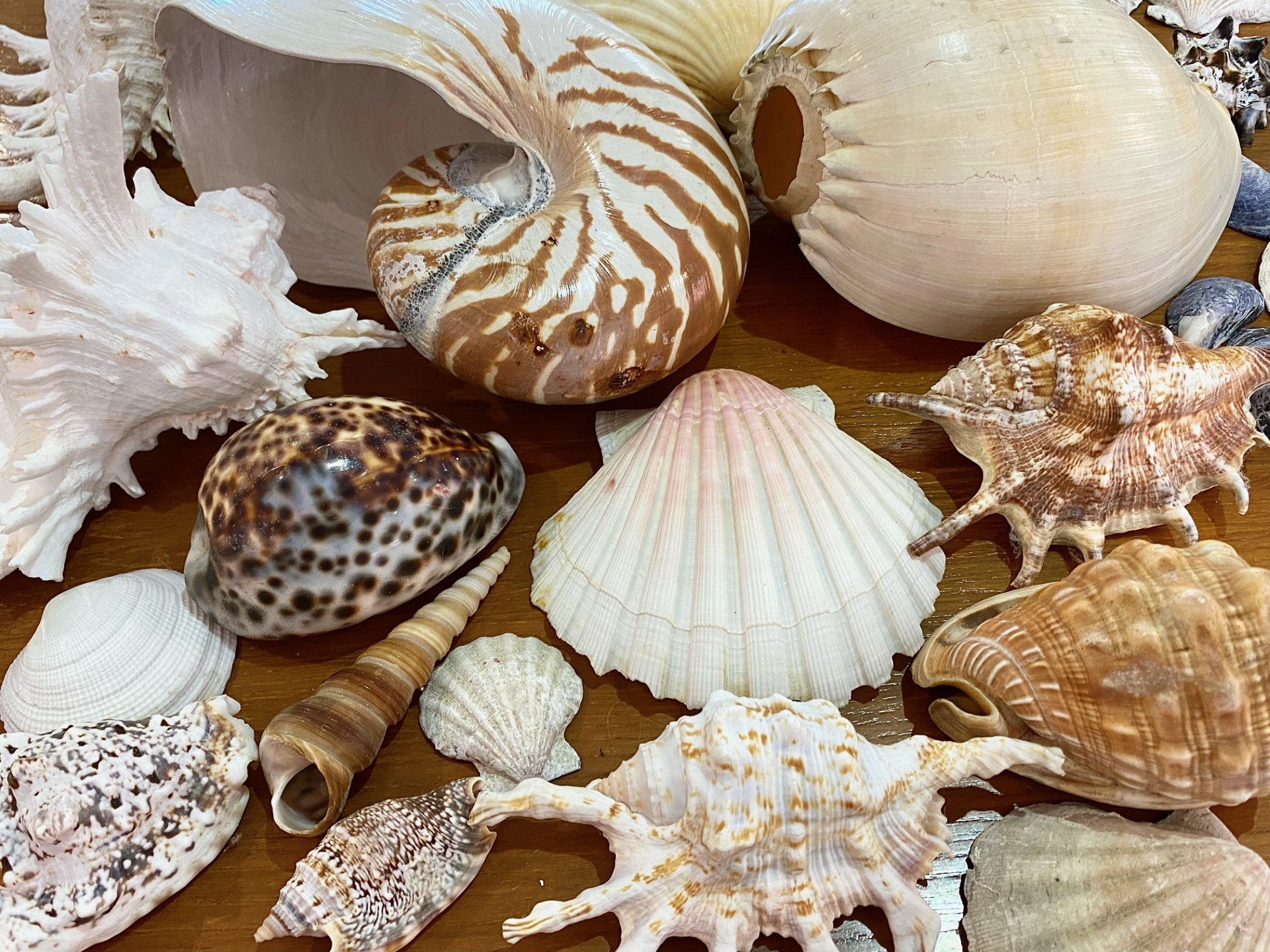 Box of Assorted Sea Shells, various shap - Image 10 of 12