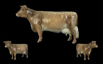 Beswick Hand Painted Farm Animal ' Dairy Shorthorn Cow ' Brown and White Colour way. CH Eaton Wild