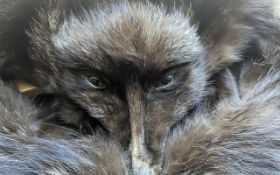 1940's Fox Fur Stole with Head, beautiful condition, fully lined.