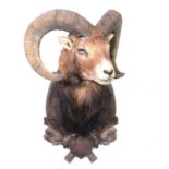 Taxidermy; Mouflon