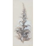 Peter Newcombe, attributed, Foxglove study