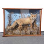Taxidermy, Red Fox in naturalistic display.