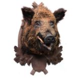 Taxidermy; Boar’s head on Austro-German oak shield