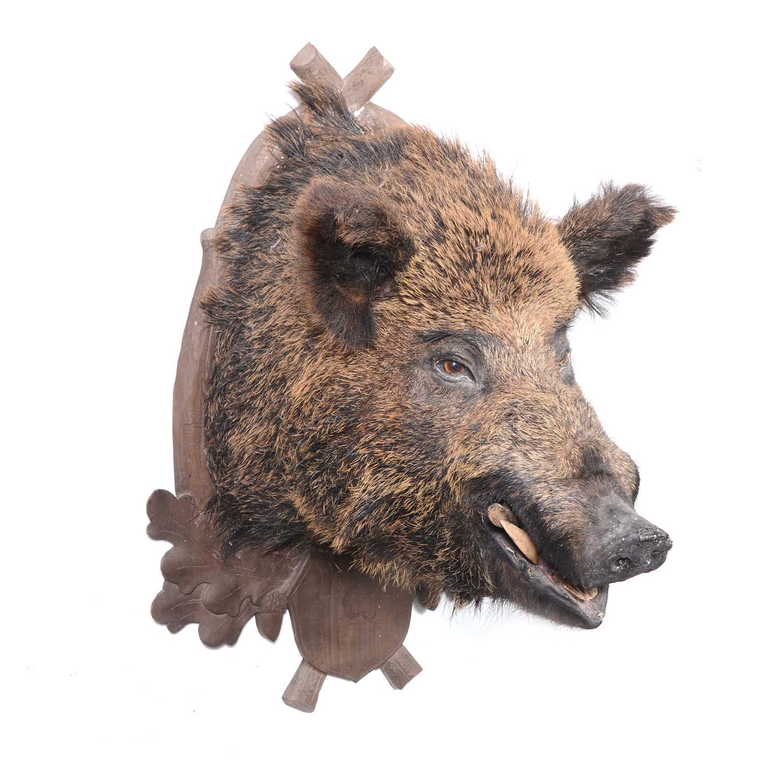 Taxidermy; Boar’s head on Austro-German oak shield - Image 2 of 2