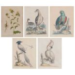 After George Edwards, four hand-coloured ornithological engravings, and another botanical engraving