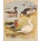 After Archibald Thorburn, a set of 24 bird prints,