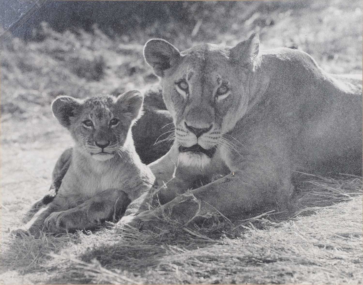 Six black and white photographs of African game and big cats - Image 4 of 7