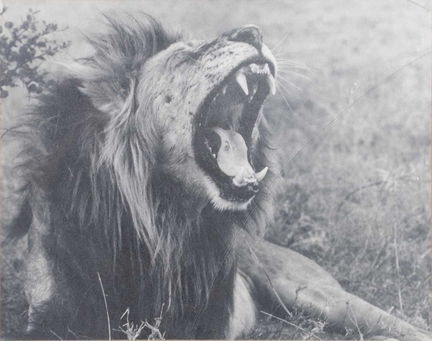 Six black and white photographs of African game and big cats - Image 3 of 7