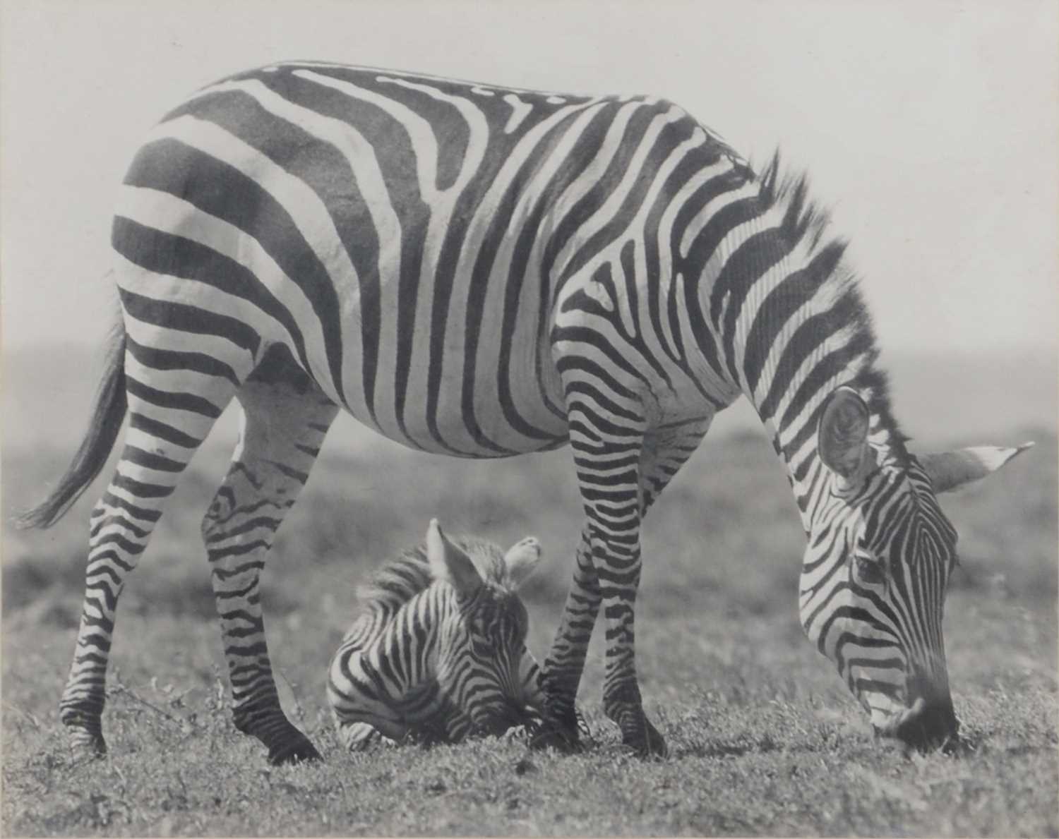 Six black and white photographs of African game and big cats - Image 5 of 7