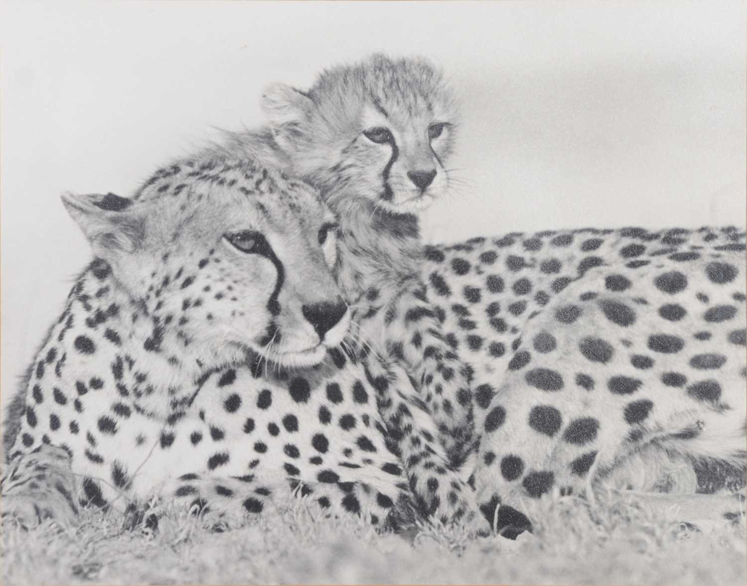 Six black and white photographs of African game and big cats - Image 7 of 7