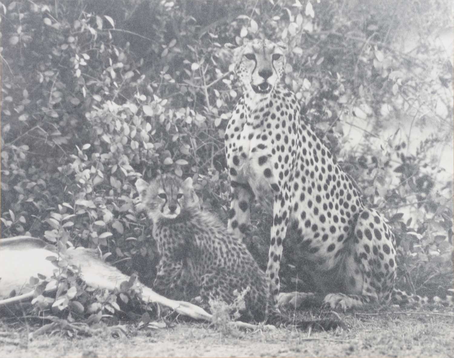 Six black and white photographs of African game and big cats - Image 2 of 7