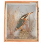 Taxidermy: Kingfisher, in glazed case, height 24cm.