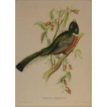 After Gould, Bird prints, and two portrait mezzotints, three animal prints by Amuchastegui