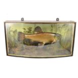 Taxidermy Tench, cased presentation dated Sept 6th 1928