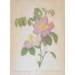 After Redoute, five floral prints,