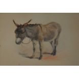 English School, 19th century, Donkey,