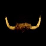 Set of Highland Cattle horns