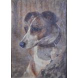 Richard S Moseley, Jack Russell Terrier.