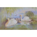 Denis Booth, Swans and cygnets,