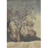 Peter Newcombe, Winter tree study
