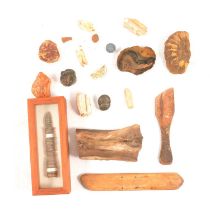 Small collection of fossilised wood and other natural history items