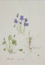 P E Gamble, Clematis Tangutica, signed, watercolour, 33 x 27cm; and four other botanical