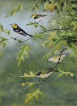 Norman Arlott, Golden-cheeked warblers and Black-capped vireos.