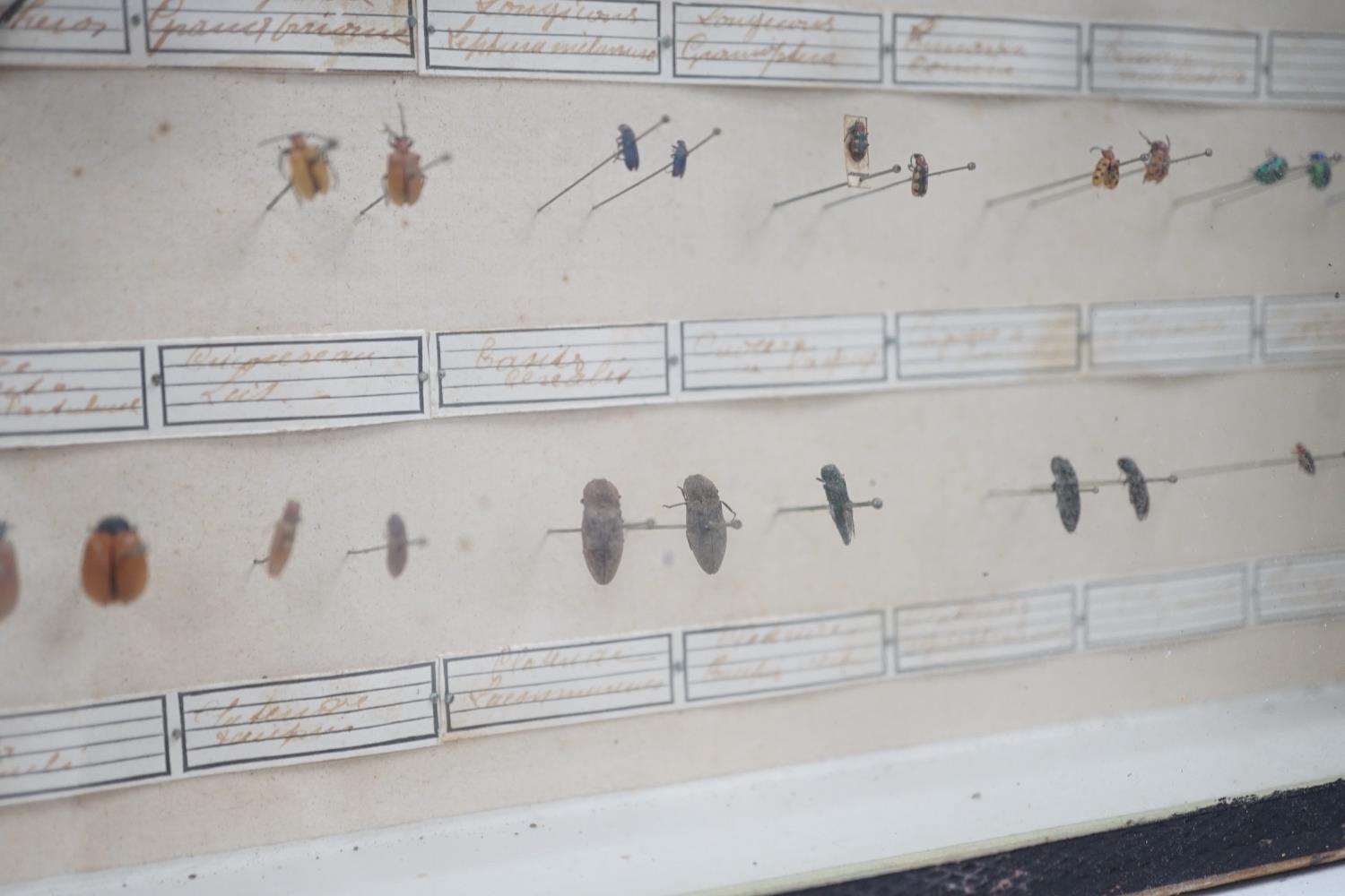 Two cased and labelled beetle taxidermy specimen cabinets, 39cms wide - Image 7 of 7