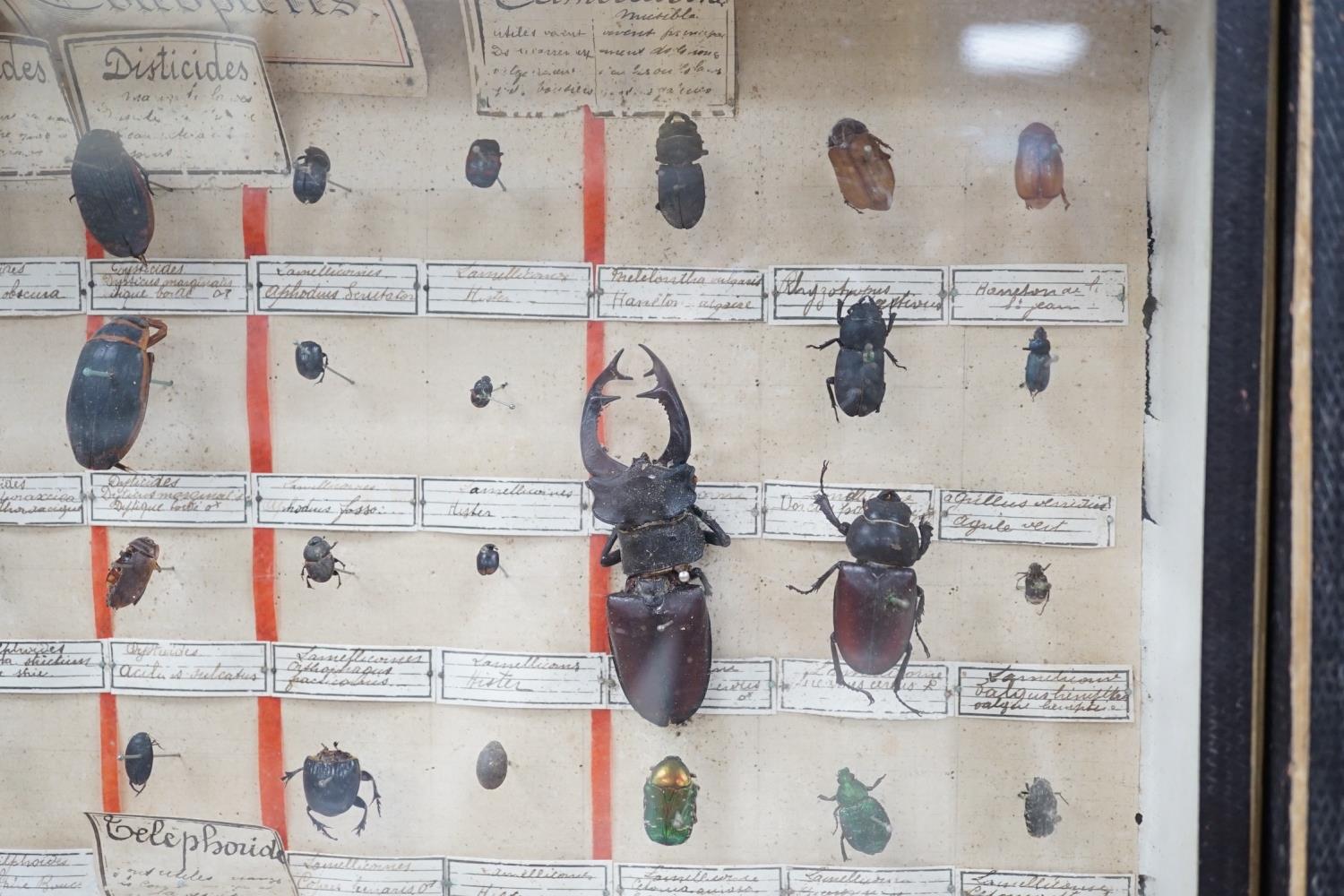 Two cased and labelled beetle taxidermy specimen cabinets, 39cms wide - Image 5 of 7