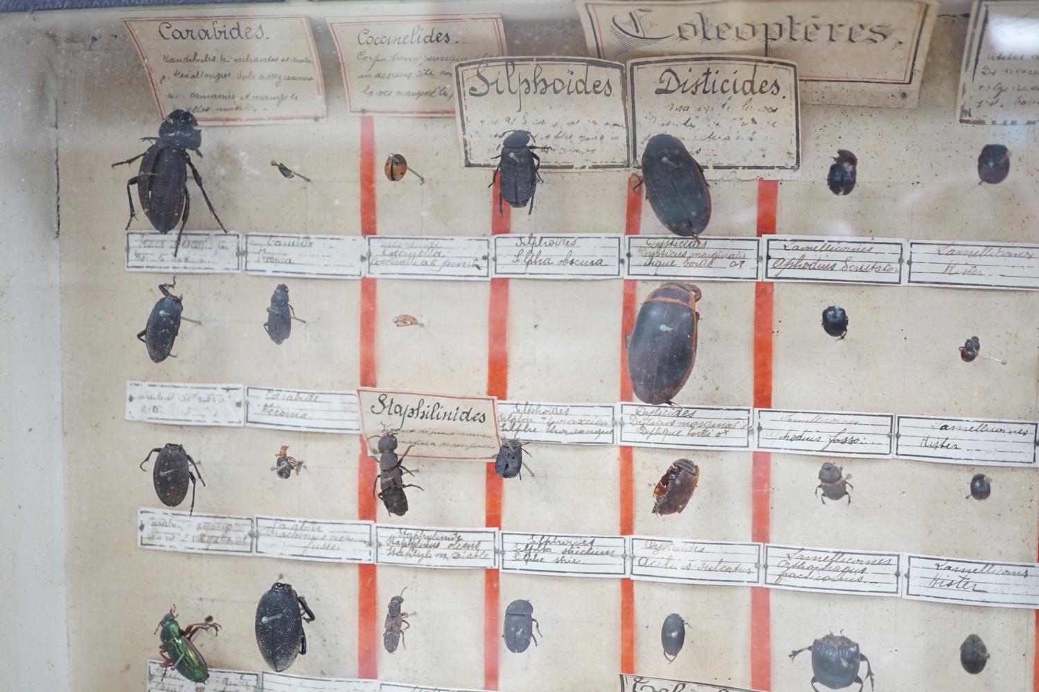 Two cased and labelled beetle taxidermy specimen cabinets, 39cms wide - Image 3 of 7